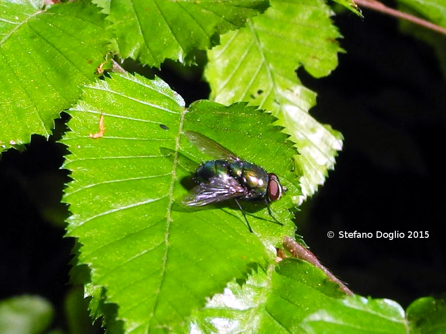 Lucilia sp. maschio